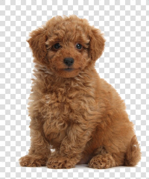 Cute Puppies Png Free Download   Transparent Toy Poodle Png  Png Download