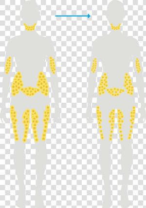 Fat Cells After Typical Weight Loss   Fat Cell Location On Body  HD Png Download