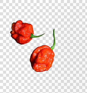 De Carolina Reaper Is De Allerheetste Chilipeper Ter   Illustration  HD Png Download