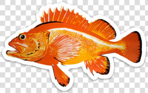 Animal Is Magikarp Based   Rougheye Rockfish  HD Png Download