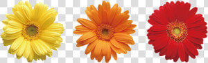 Daisies Png Pic   Flowers And Leaves Of Different Colors  Transparent Png