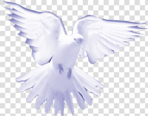 White Birds On Heaven   Png Download   Holy Spirit White Doves  Transparent Png