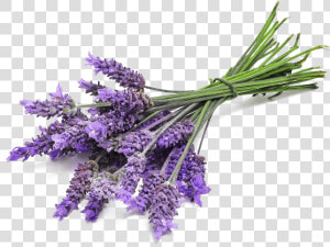 Lavender Bunch Close Up   Lavender Png  Transparent Png