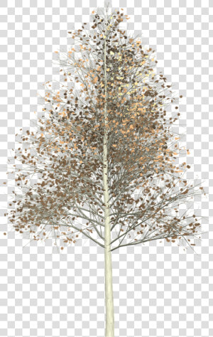 Transparent Forest Habitat Clipart   Aspen Tree Png  Png Download