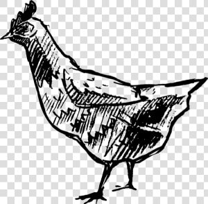 Transparent Chicken Clipart Black And White   Phasianidae  HD Png Download