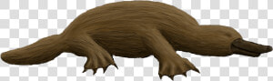 Preview   Platypus Transparent Background  HD Png Download