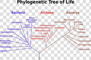 Transparent Tree Of Life Vector Png   Phylogenetic Tree  Png Download