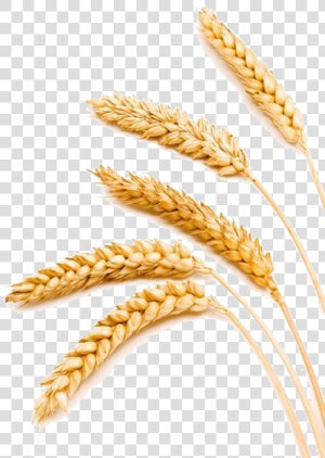 Transparent Barley Png   Compare Wheat And Barley  Png Download