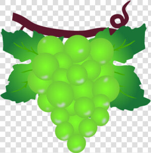 Plant grape grapevine Family   Grape  HD Png Download