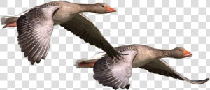 Wild Goose  Goose  Wild  Geese  Bird  Nature  Wildlife   Wild Goose Png  Transparent Png