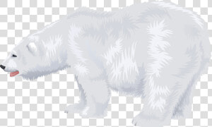 Download This High Resolution Polar Bear Transparent   Transparent Background Clip Art Polar Bear  HD Png Download