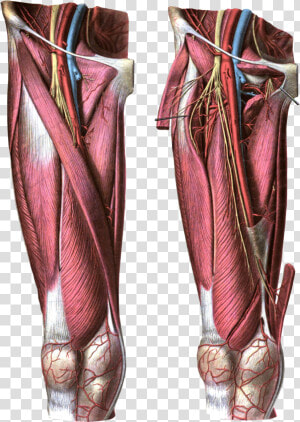 Anterior View Of The Thigh   Femoral Artery  HD Png Download