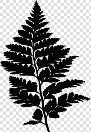 Fern  Leaf  Leaves  Plant  Vegetation  Silhouette   Transparent Fern Leaves  HD Png Download