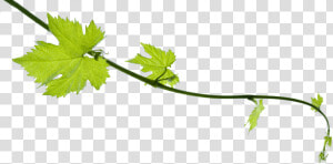 Grape Vine Png   Transparent Grape Leaf Png  Png Download