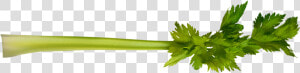 Celery   Coriander  HD Png Download