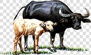 Cow Vector Buffalo Indian   Buffalo And Calf Clipart  HD Png Download