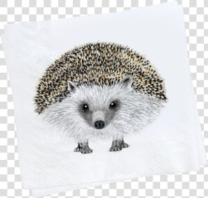 Henry Napkin Web 1000x   Domesticated Hedgehog  HD Png Download