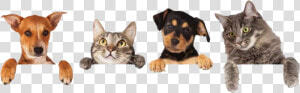 Kritter Kommunity   Dog And Cat Group  HD Png Download