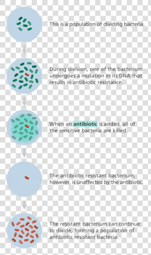 Illustration Showing How A Population Of Bacteria Can   Does Antibiotic Resistance Occur  HD Png Download