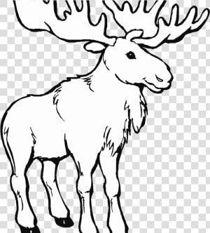 Transparent Moose Clipart Black And White   Maine Moose Coloring Page  HD Png Download