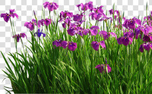 Flower Sweet Flag Garden Grasses   Garden Lawn Png  Transparent Png