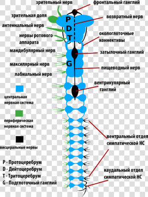 Insects Nervous System rus   Nervous System Of Insects  HD Png Download