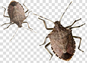 Stink Bug Png Pic   Stink Bugs Png  Transparent Png