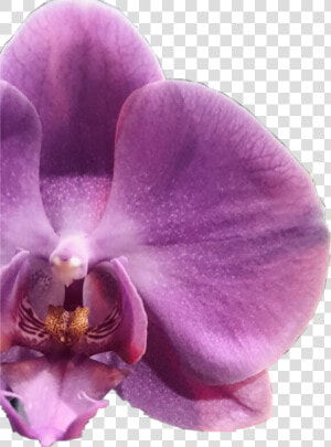  flower  orquídeas  orquidea  irapuato  beautifull   Phalaenopsis Sanderiana  HD Png Download