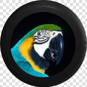 Spare Tire Cover Parrot Macaw Tropical Colorful Bird   Jungle Theme Makeup  HD Png Download