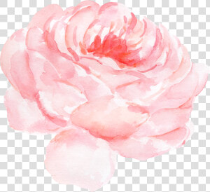 Paper Centifolia Roses Watercolor Painting Clip Art   Peony Watercolor Pink Png  Transparent Png