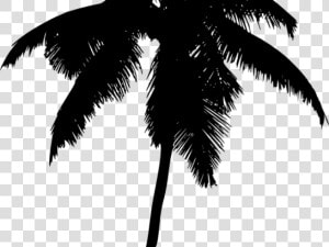 Palm Tree Silhouette Png   Palm Trees  Transparent Png