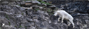 Mountain Goat Rifle Promat   Mountain Goat  HD Png Download