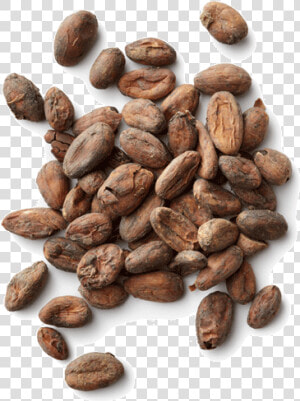 Cacao Png   Cocoa Beans Transparent Background  Png Download