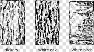 Tree Bark Tree Clipart Vector Transparent Library   Tree Bark Clip Art  HD Png Download