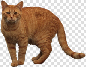 Orange Cat Png 1 » Png Image   Tabby Cat Transparent Background  Png Download