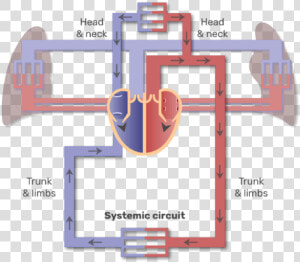 Systemic Circuit Animation Slide   Major Blood Vessels Diagram  HD Png Download