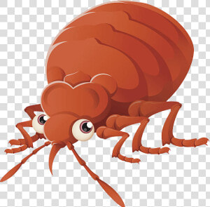 Bed Bug Png   Cartoon Bug Transparent Background  Png Download