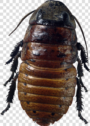 Roach Png   Png Bug  Transparent Png