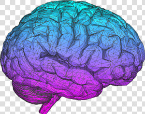 Brain Transparent Tumblr   Brain Png  Png Download