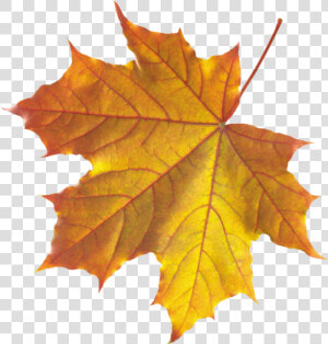 Yellow Autumn Leaves Png Image   Real Autumn Leaves Png  Transparent Png