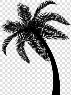Coconut Date Palm Leaf Palm Trees   Black And White Palm Leaves Transparent Background  HD Png Download