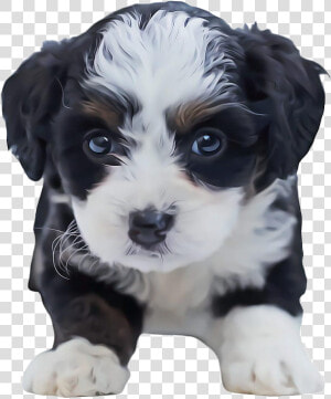 Shih Tzu Puppy Png Clipart   Cute Black And White Maltese  Transparent Png