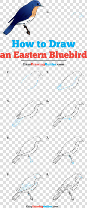 How To Draw Eastern Bluebird   Step By Step Blue Bird  HD Png Download