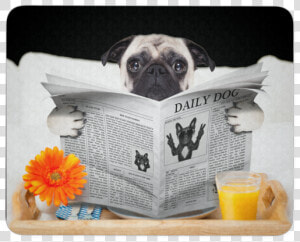 Pugs News Mouse Pad   Boarding Dogs  HD Png Download