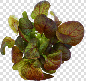 Purple Baby Pak Choi   Plant Pathology  HD Png Download