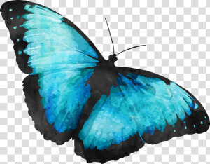 Transparent Background Blue Morpho Butterfly  HD Png Download