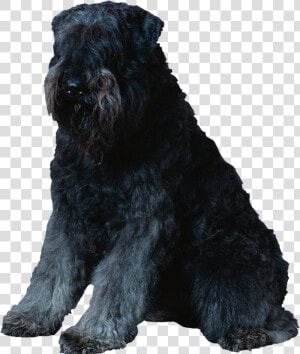 Miniature Schnauzer Standard Schnauzer Black Russian   Bouvier De Flanders  HD Png Download