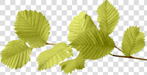 Elm   Leaf Png  Transparent Png