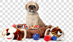 Discount Pet Supplies   Pets Supplies  HD Png Download