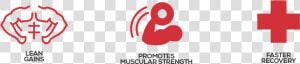 Lean Muscle Gain Icon  HD Png Download